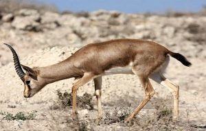 بز تک شاخ در مناطق حفاظت شده شهرستان زیر کوه